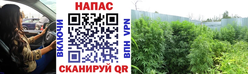 Купить закладки  Костомукша  Канабис White Widow 